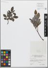 Foto von Salix glabra Scop.